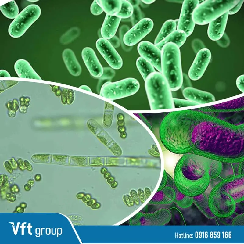 Sử dụng vi sinh để xử lý tảo tàn đang được chứng minh là hiệu quả nhất và không có tác dụng phụ