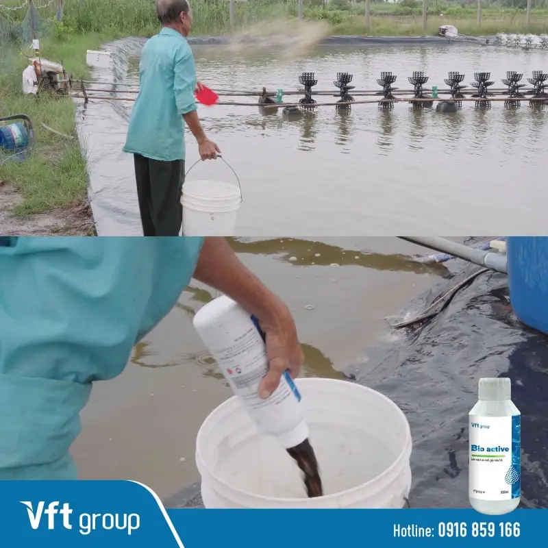 Vi sinh gây màu nước Bio Active của VFT là sản phẩm vi sinh duy nhất không cần qua ngâm ủ