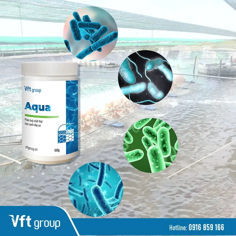 Vi sinh xử lý đáy Aqua chứa nhiều chủng vi sinh dùng để diệt tảo nhưng không gây ra tảo tàn