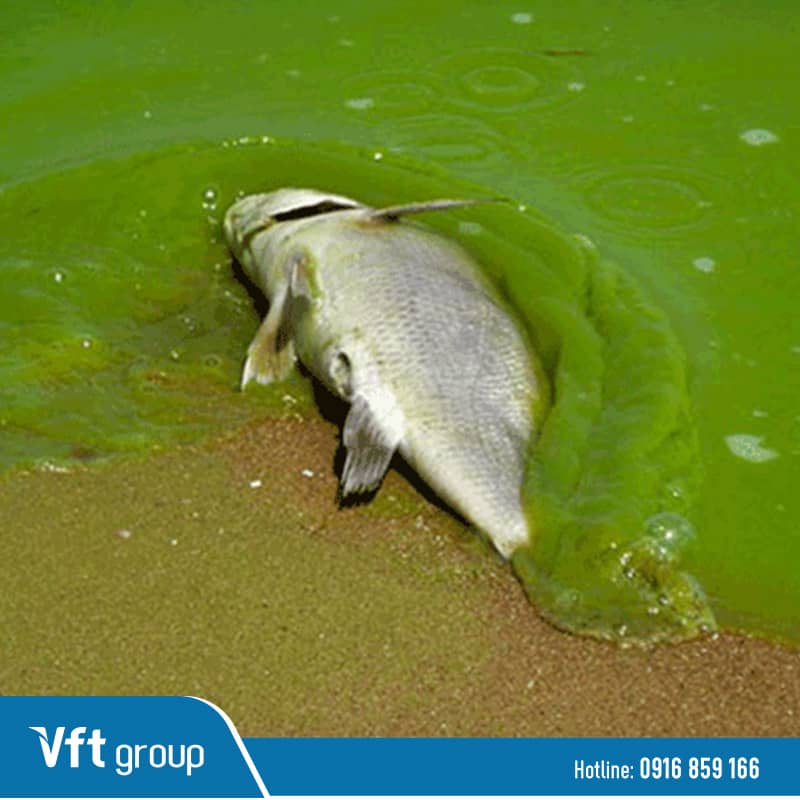 Hiện tượng tảo nở hoa sẽ gây chết cá tôm hàng loạt