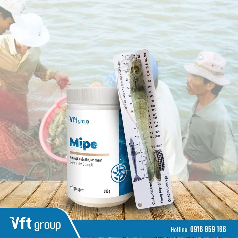 Sử dụng men tiêu hóa vi sinh Mipe sẽ giúp tôm bạn mau đạt size vào cuối mùa vụ