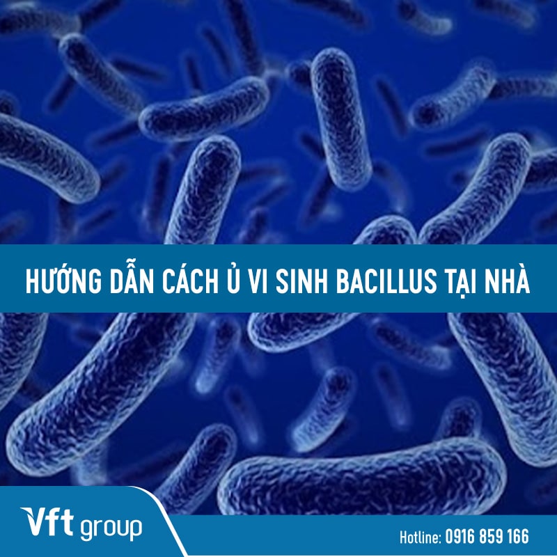 Hướng dẫn ủ vi sinh bacillus chi tiết
