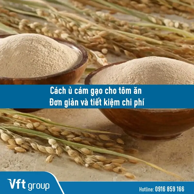 Hướng dẫn cách ủ cám gạo cho tôm ăn