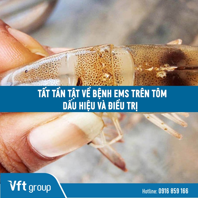 Hướng dẫn cách điều trị bệnh ems trên tôm
