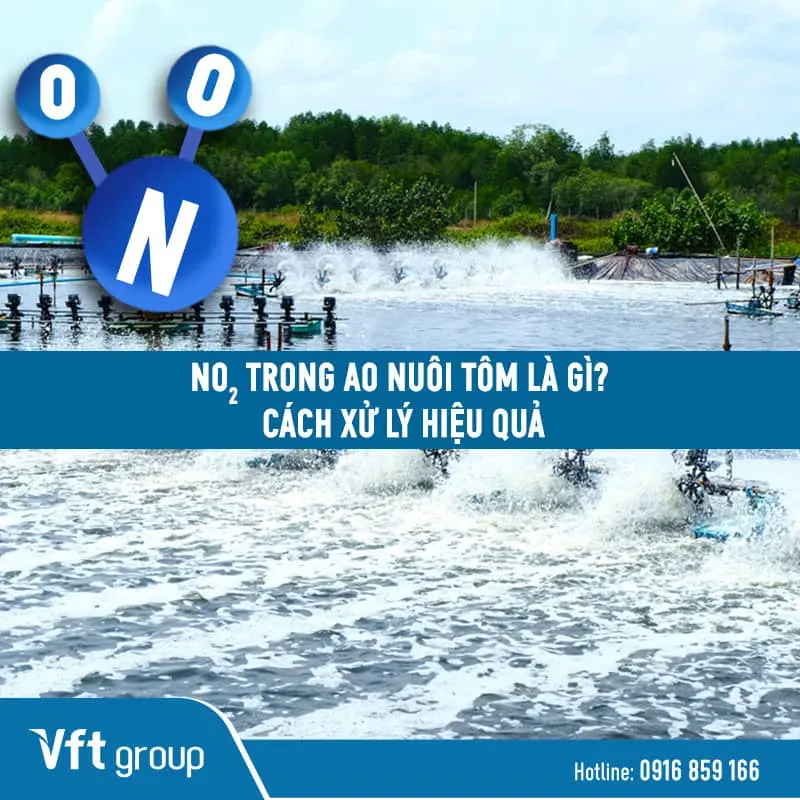 Hướng dẫn xử lý NO2 trong ao nuôi tôm