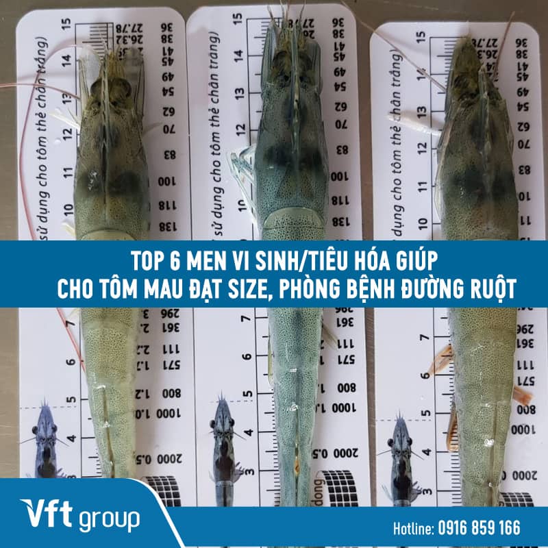 Top 6 sản phẩm men vi sinh giúp tôm mau đạt size