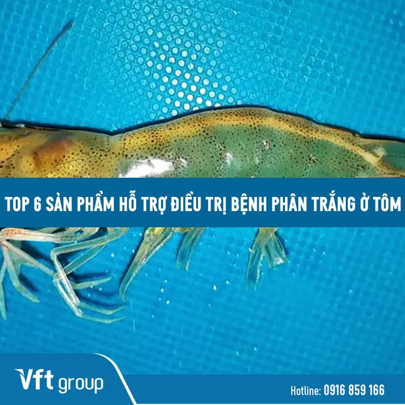 Các sản phẩm điều trị bệnh phân trắng trên tôm hiệu quả nhất
