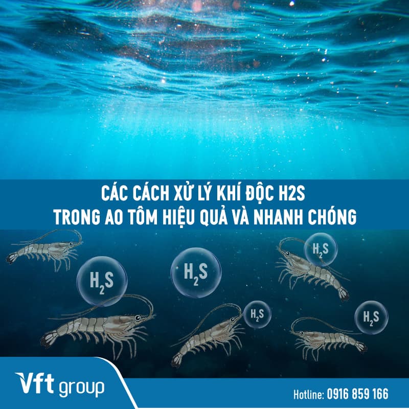 Cách xử lý khí độc H2S trong ao tôm hiệu quả