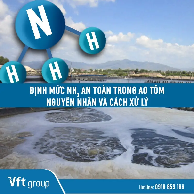 Hướng dẫn xử lý NH3 trong ao nuôi tôm