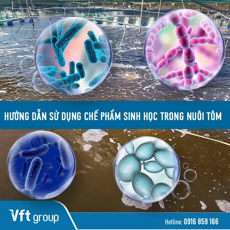 Sử dụng chế phẩm sinh học trong nuôi tôm hiện khá là thịnh hành