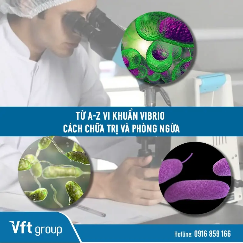 vi khuẩn vibrio là gì