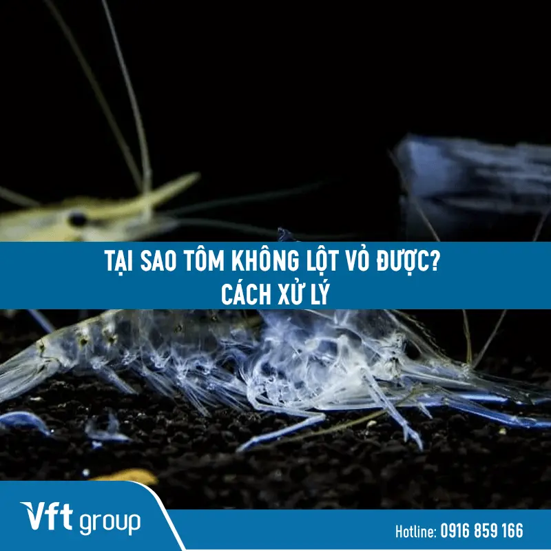 Hướng dẫn cách xử lý tôm không lột vỏ được