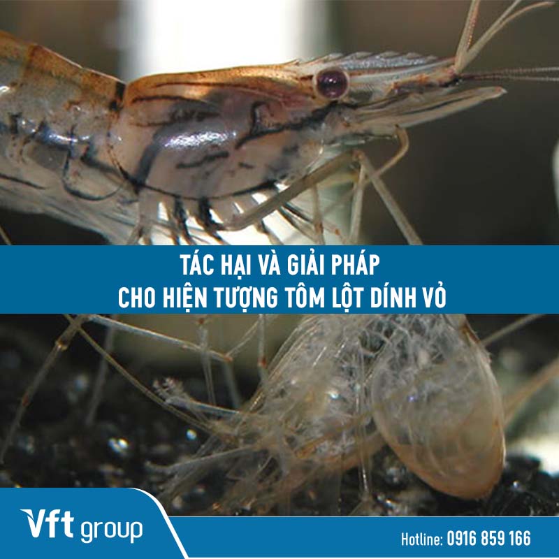 Hiện tượng tôm lột dính vỏ đầu vô cùng nguy hiểm vì sẽ làm tôm chết 100%