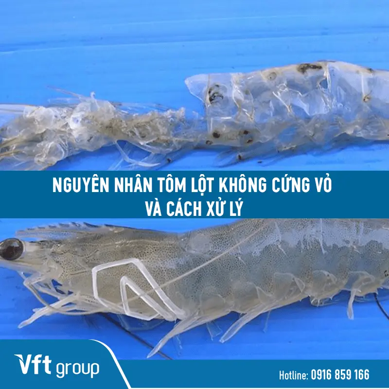 Nguyên nhân tôm lột không cứng vỏ là do đâu